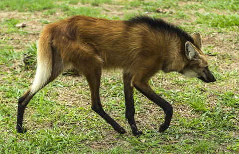 Animais do Lago Corumbá IV: mamíferos e fauna do entorno