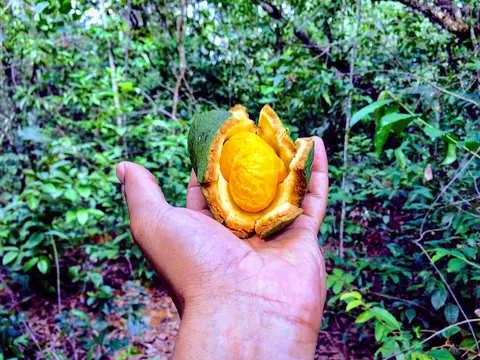 Pequi, ipê e frutas do cerrado no lote: floração e lei