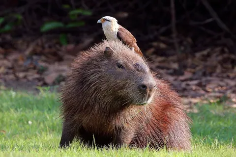 Capivara e carrapato no lago: febre maculosa e prevenção