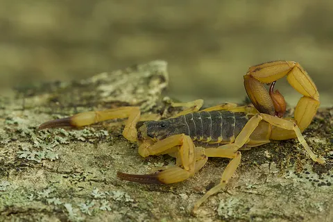 Escorpião amarelo e pragas na casa do lago: como prevenir