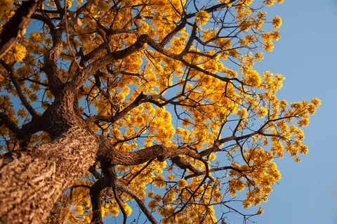 Ipê amarelo e ipê roxo no lote: espécies do cerrado