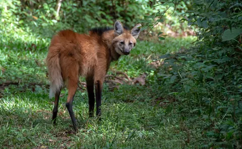 Lobo-guará no Lago Corumbá IV: onde aparece e o que fazer