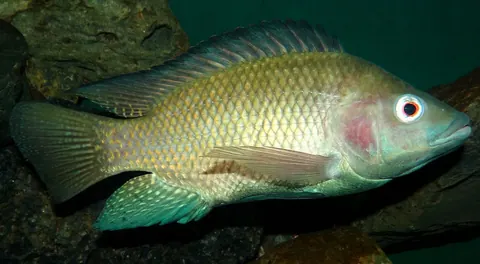 Tilápia no Lago Corumbá IV: pesca, criação e regras