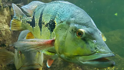 Tucunaré no Lago Corumbá IV: onde pega, iscas e regras